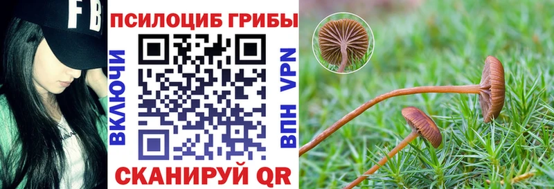 Псилоцибиновые грибы Psilocybe Ессентуки